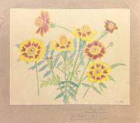 Tagetes, 1921